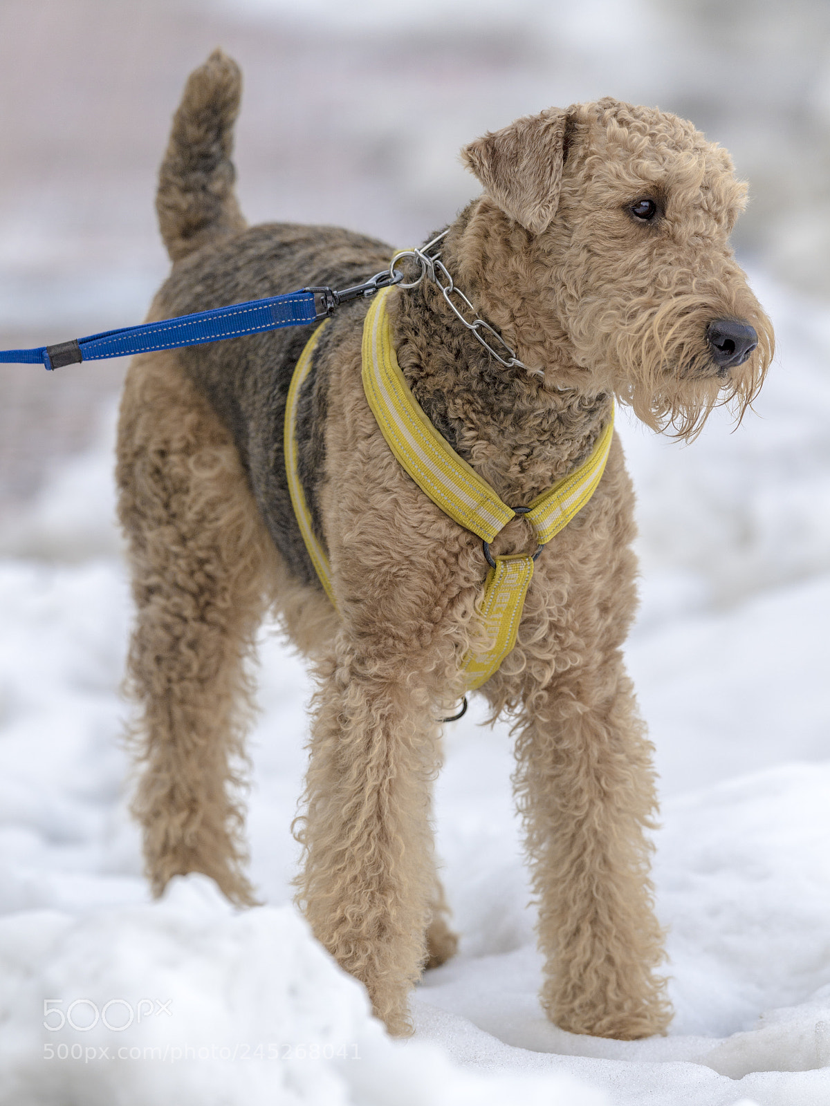 Nikon D5 sample photo. He likes snow photography