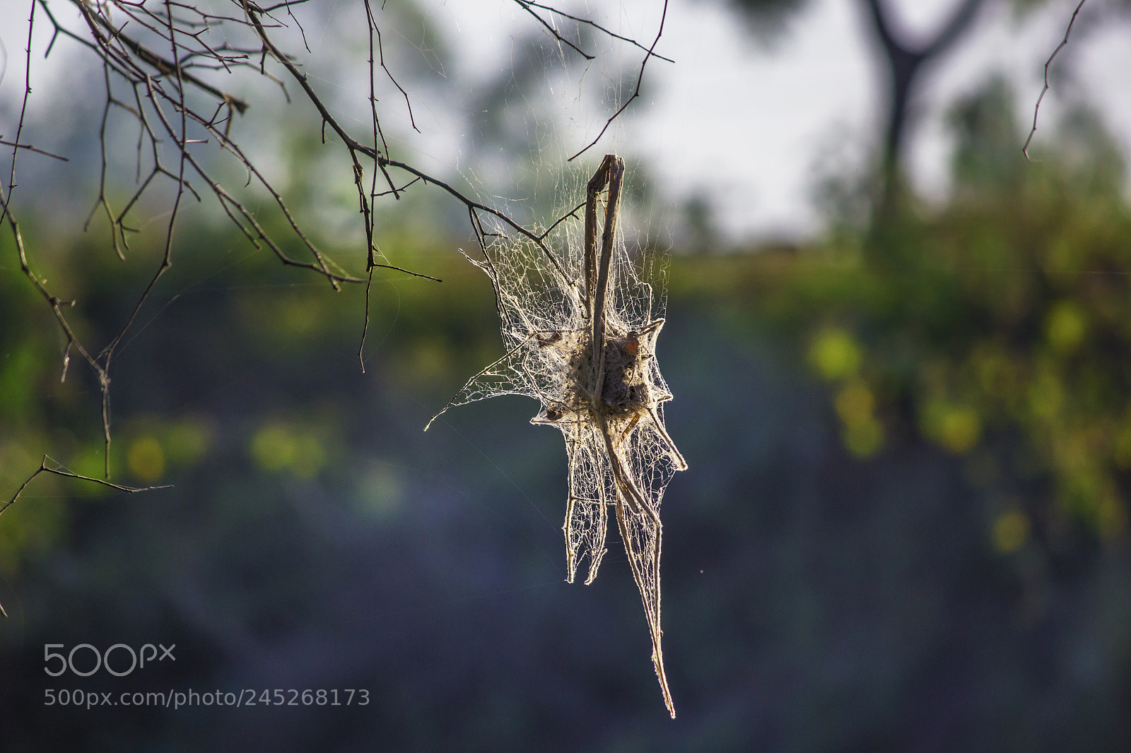 Canon EOS 60D sample photo. Spider web tomb photography