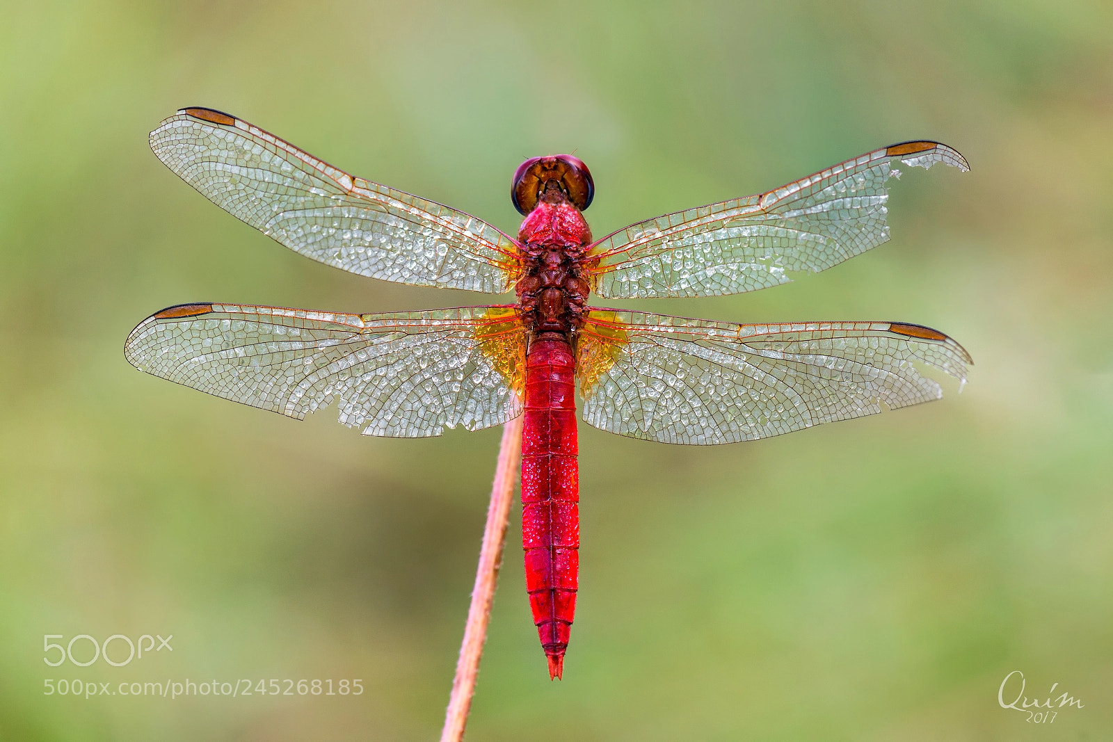 Nikon D7100 sample photo. Crocothemis erythraea photography
