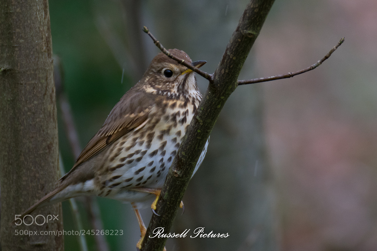 Nikon D3400 sample photo. Turdus philomelos photography
