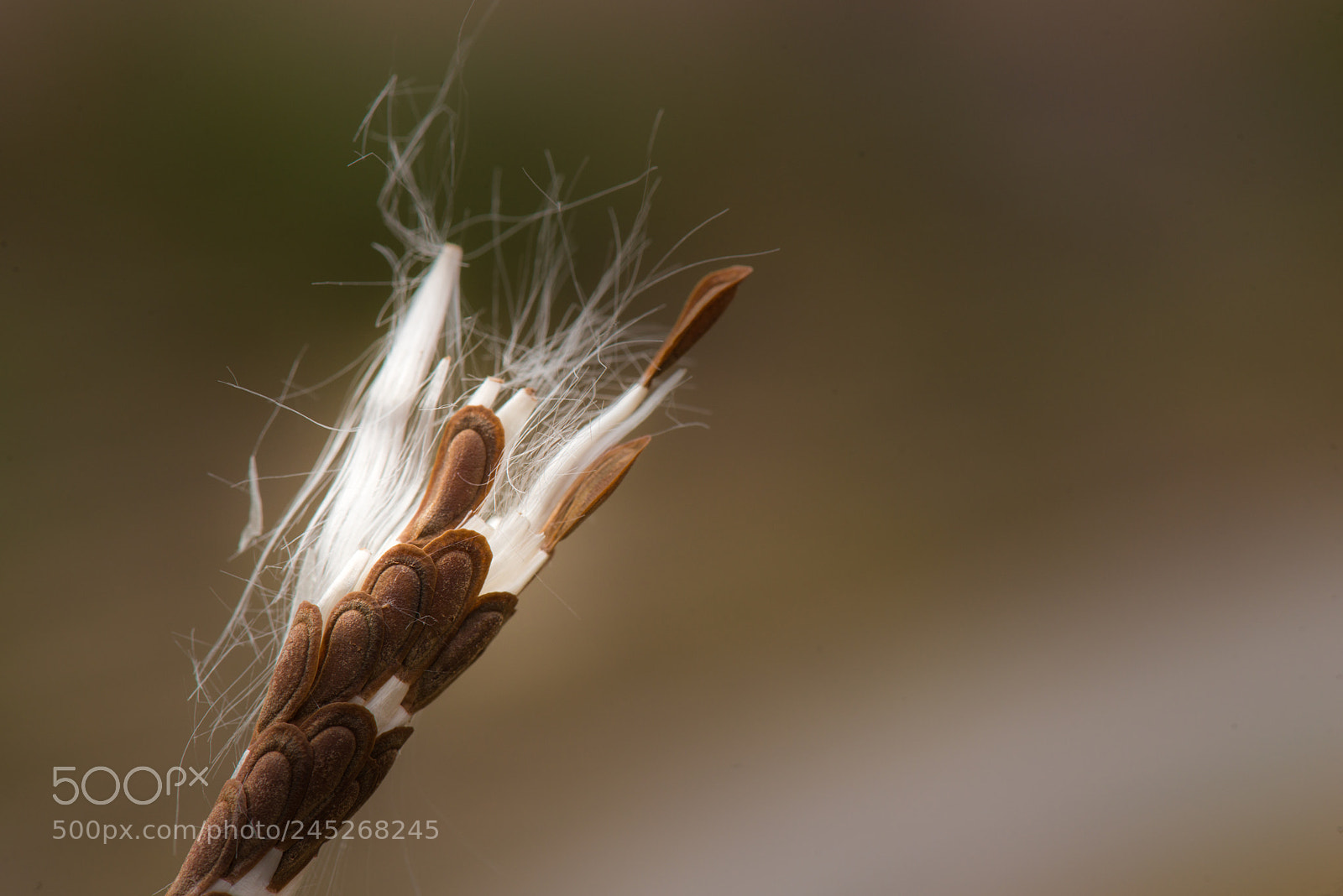 Nikon D800E sample photo. The seeds that will photography