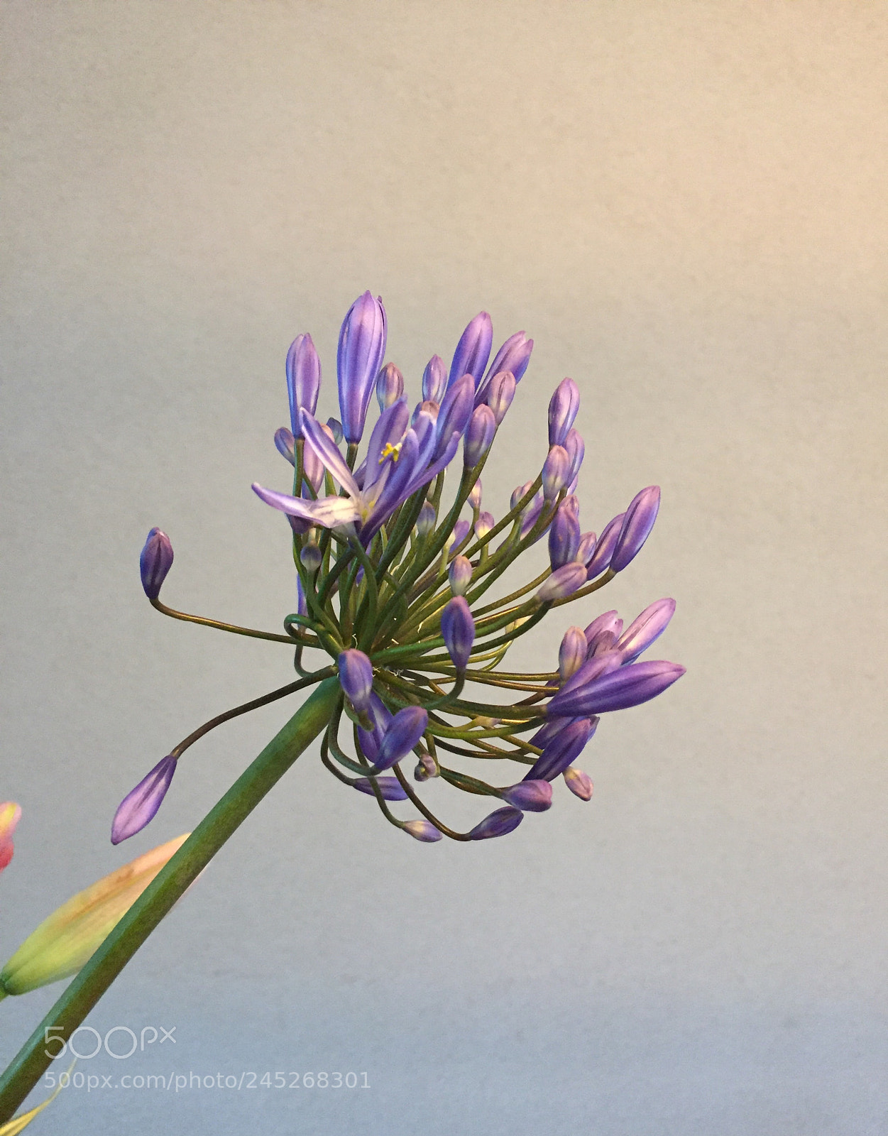 Apple iPhone 6 sample photo. Flower photography