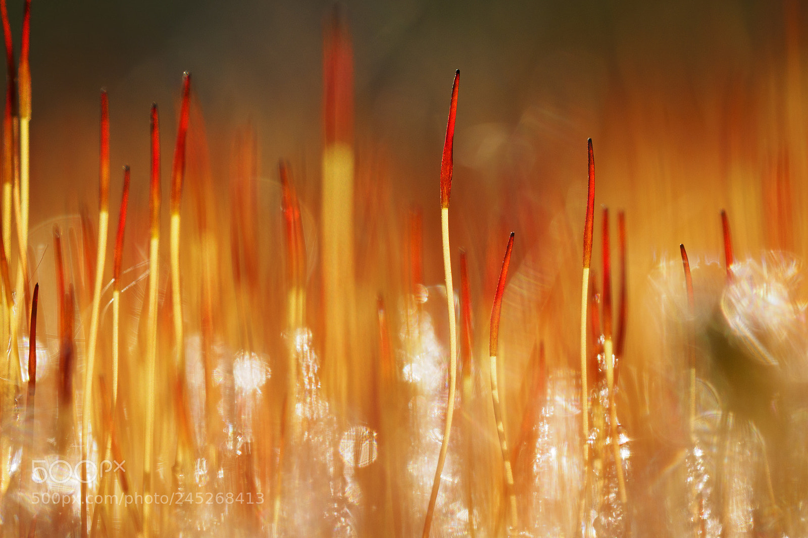 Olympus OM-D E-M1 sample photo. Fire 'n ice photography