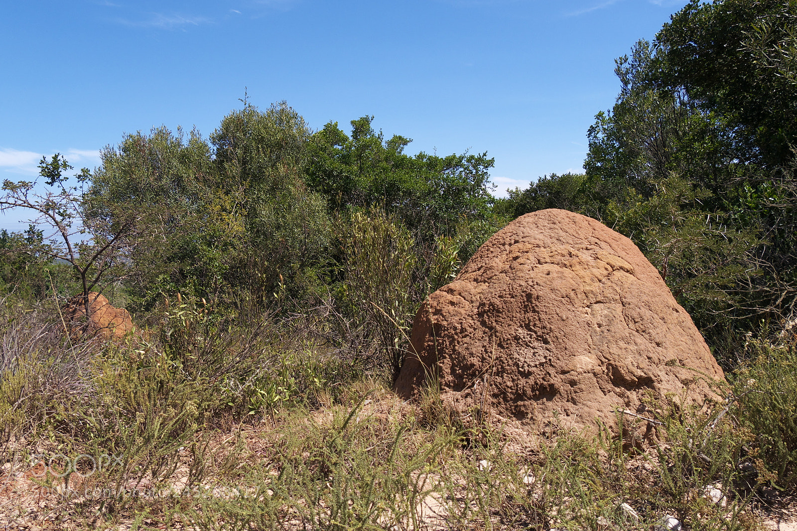 Panasonic Lumix DMC-G5 sample photo. Termites' nest photography