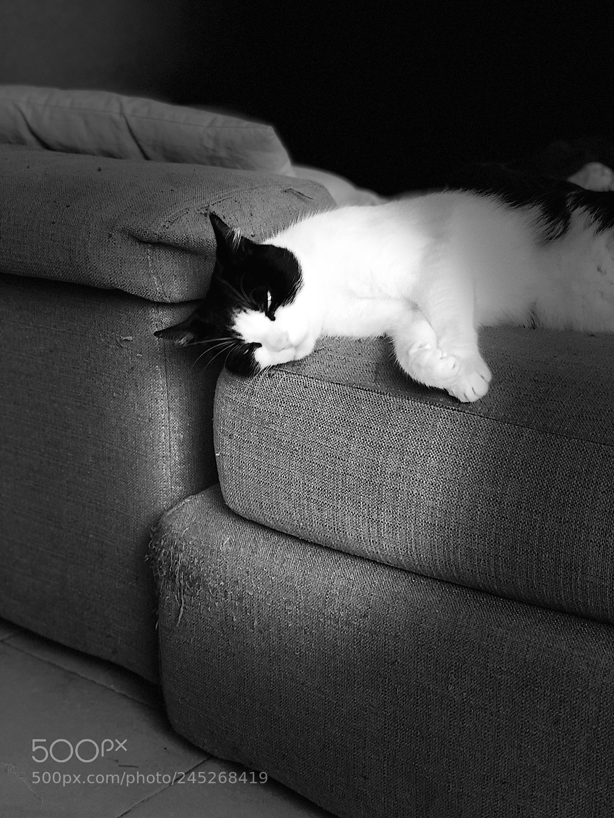 Apple iPhone 8 Plus sample photo. Untitled photography