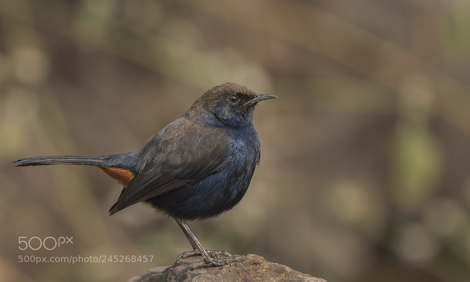 Nikon D500 sample photo. Indian robin male photography