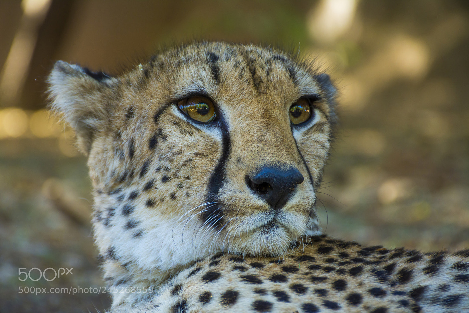 Nikon D7100 sample photo. Cheetah photography