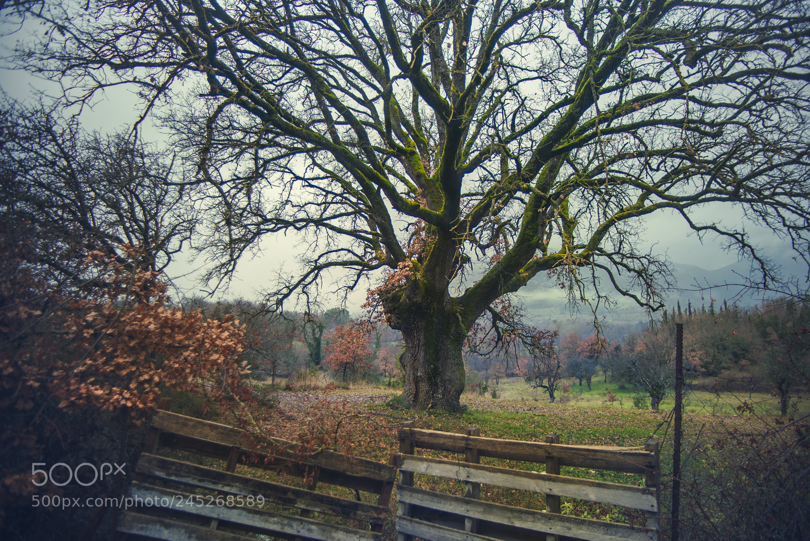 Sony a7R II sample photo. In mist and color photography