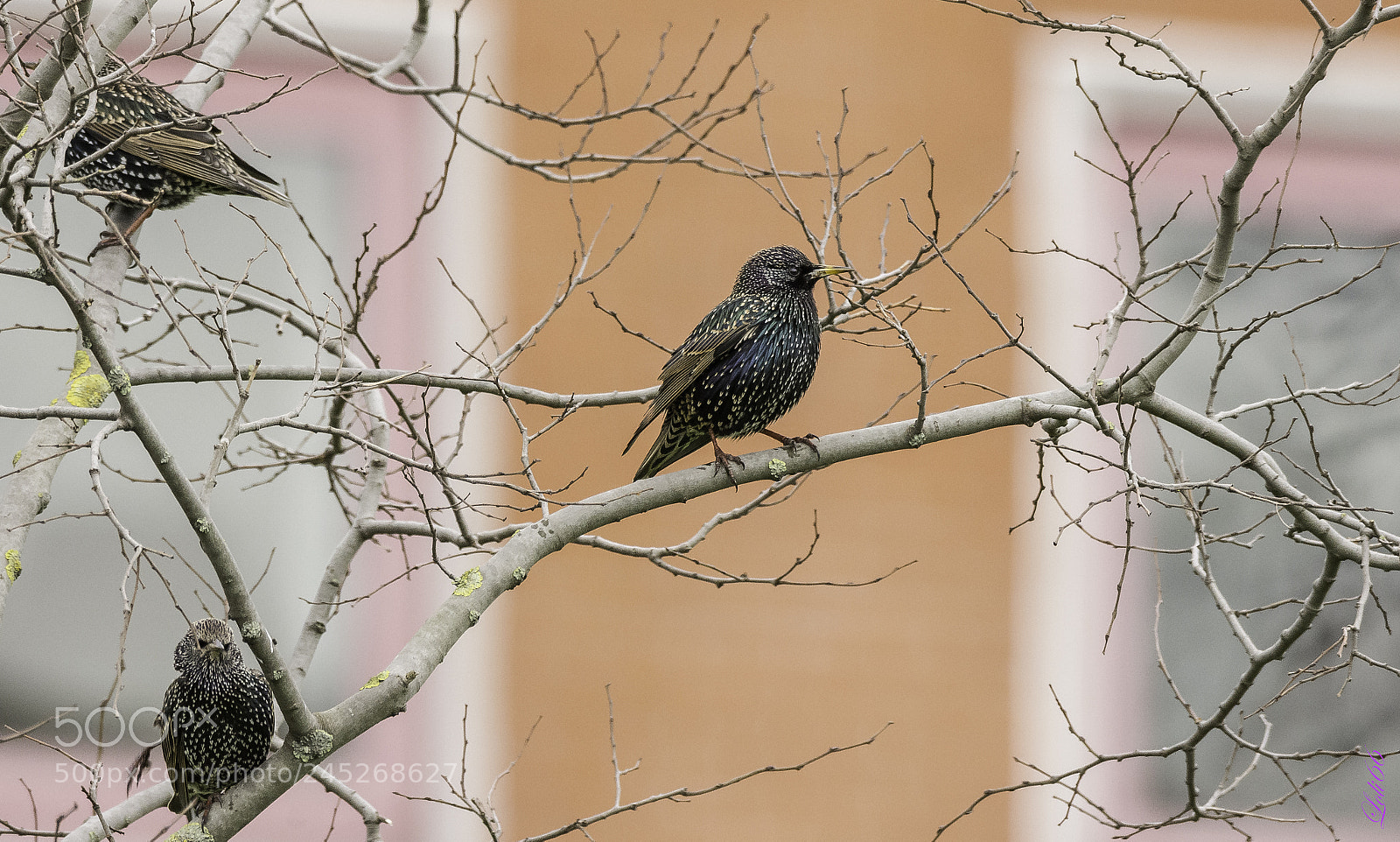 Nikon D7200 sample photo. Estorninos photography
