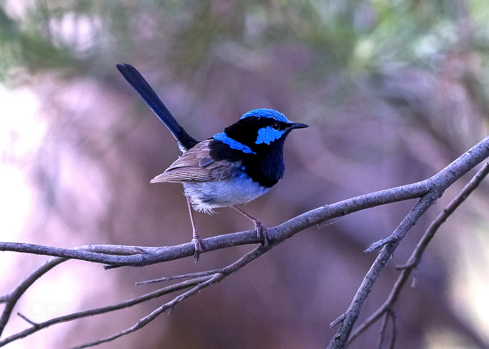 Canon EOS-1D C sample photo. Superb fairy-wren photography