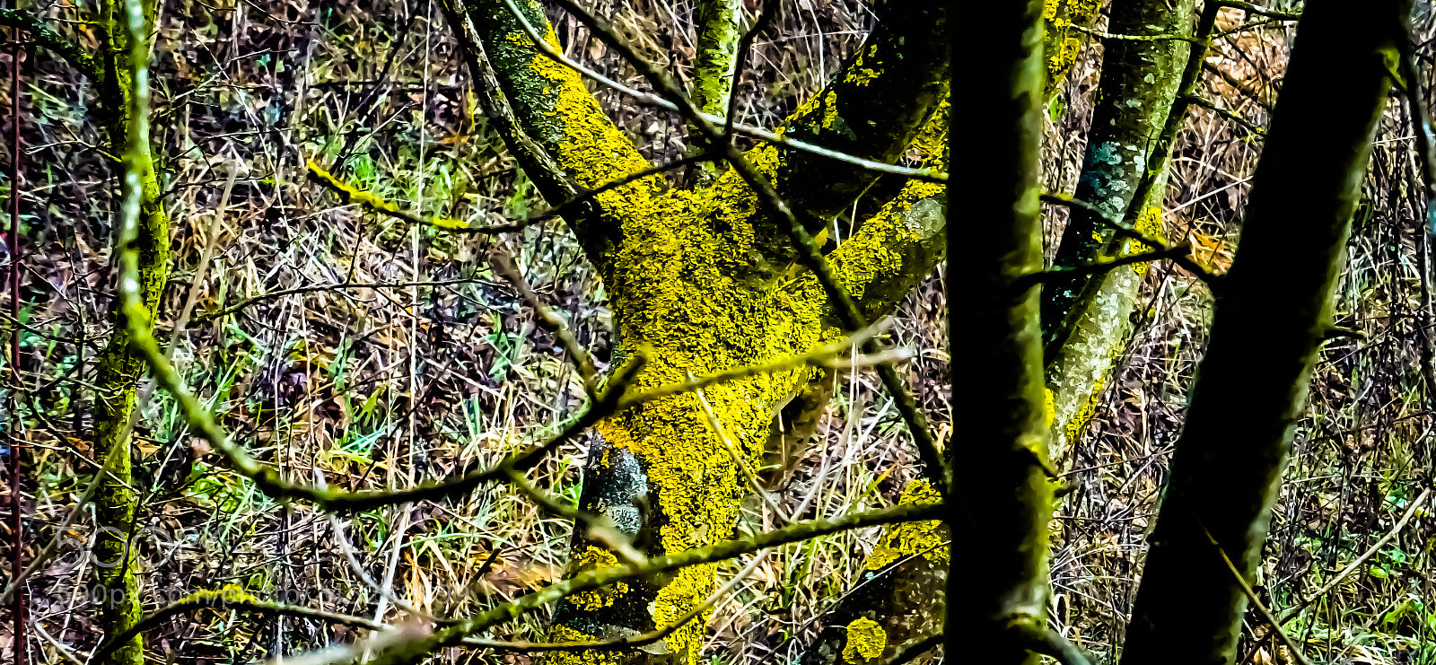 Sony DSC-HX60 sample photo. Moss'n'cold photography