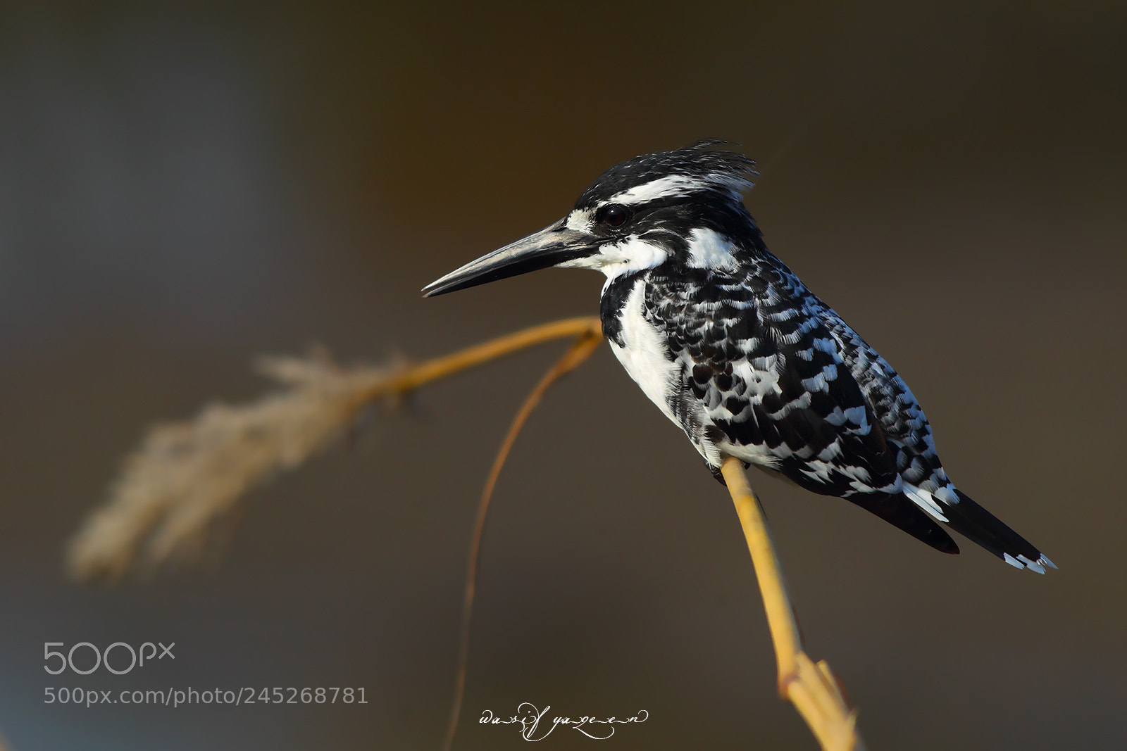Canon EOS-1D Mark IV sample photo. Pied kingfisher photography
