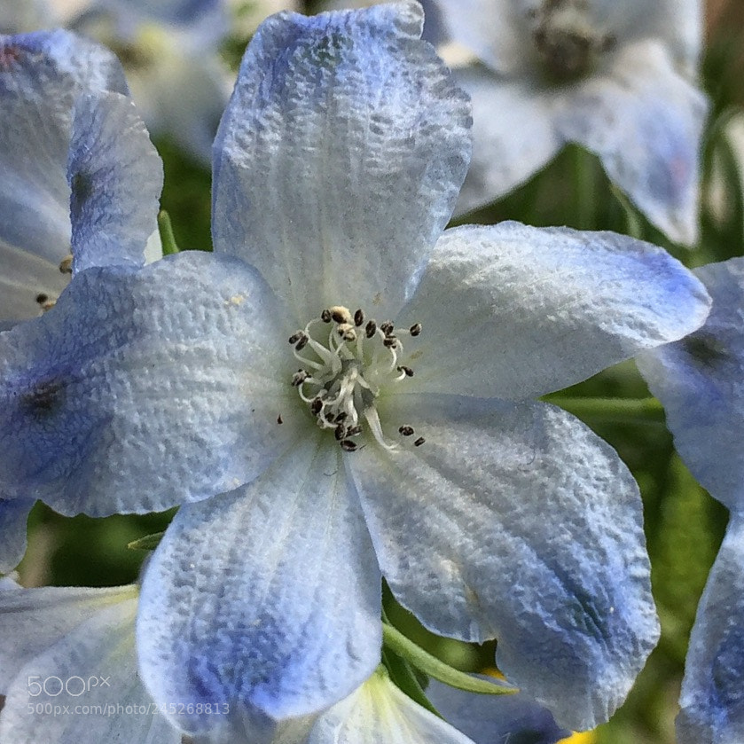 Apple iPhone 6 Plus sample photo. Glassy flowers photography