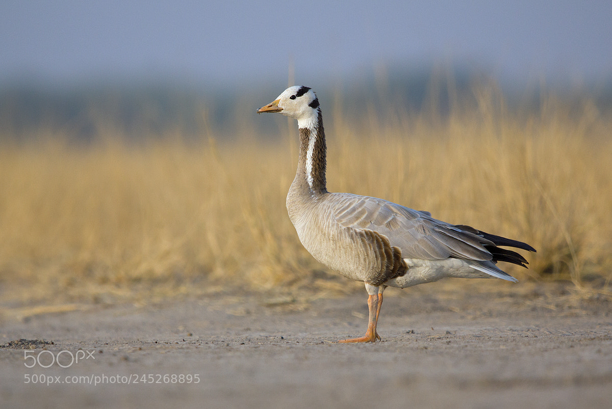 Canon EOS 550D (EOS Rebel T2i / EOS Kiss X4) sample photo. Bar headed goose photography