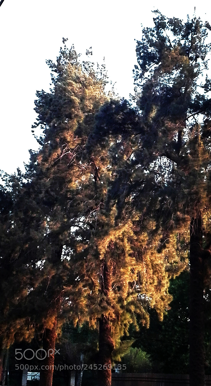 HUAWEI Y6II sample photo. Untitled photography