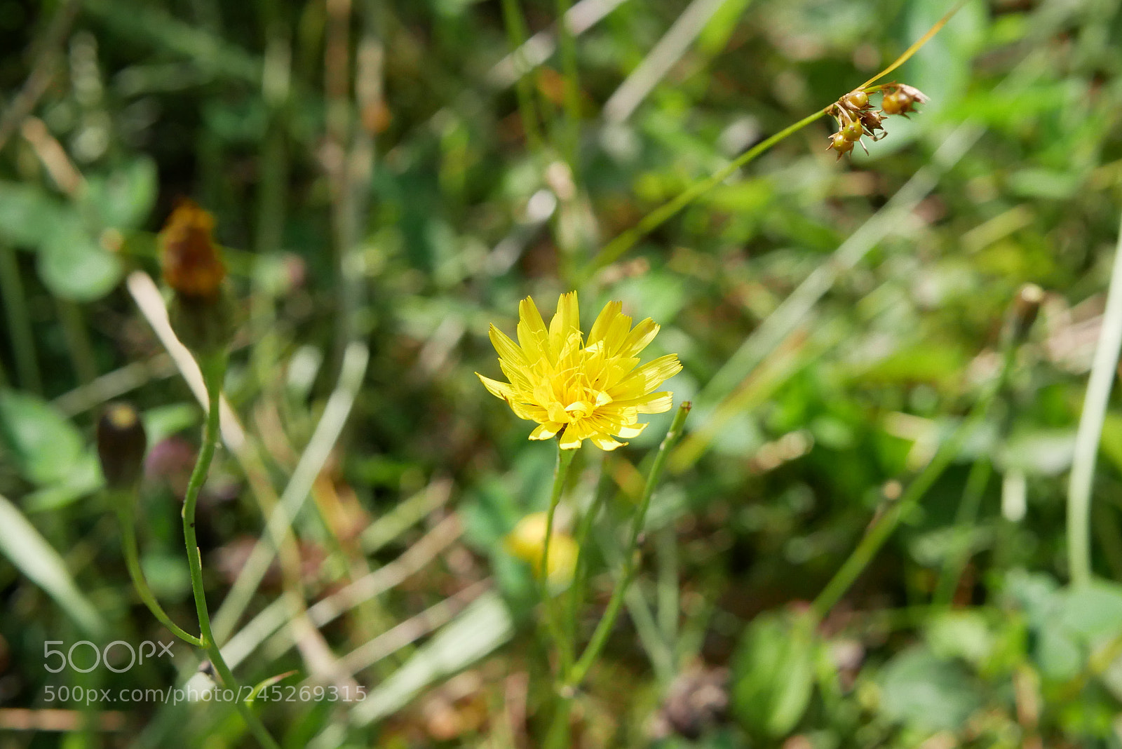 Panasonic Lumix DMC-GX85 (Lumix DMC-GX80 / Lumix DMC-GX7 Mark II) sample photo. Fleur 2 photography