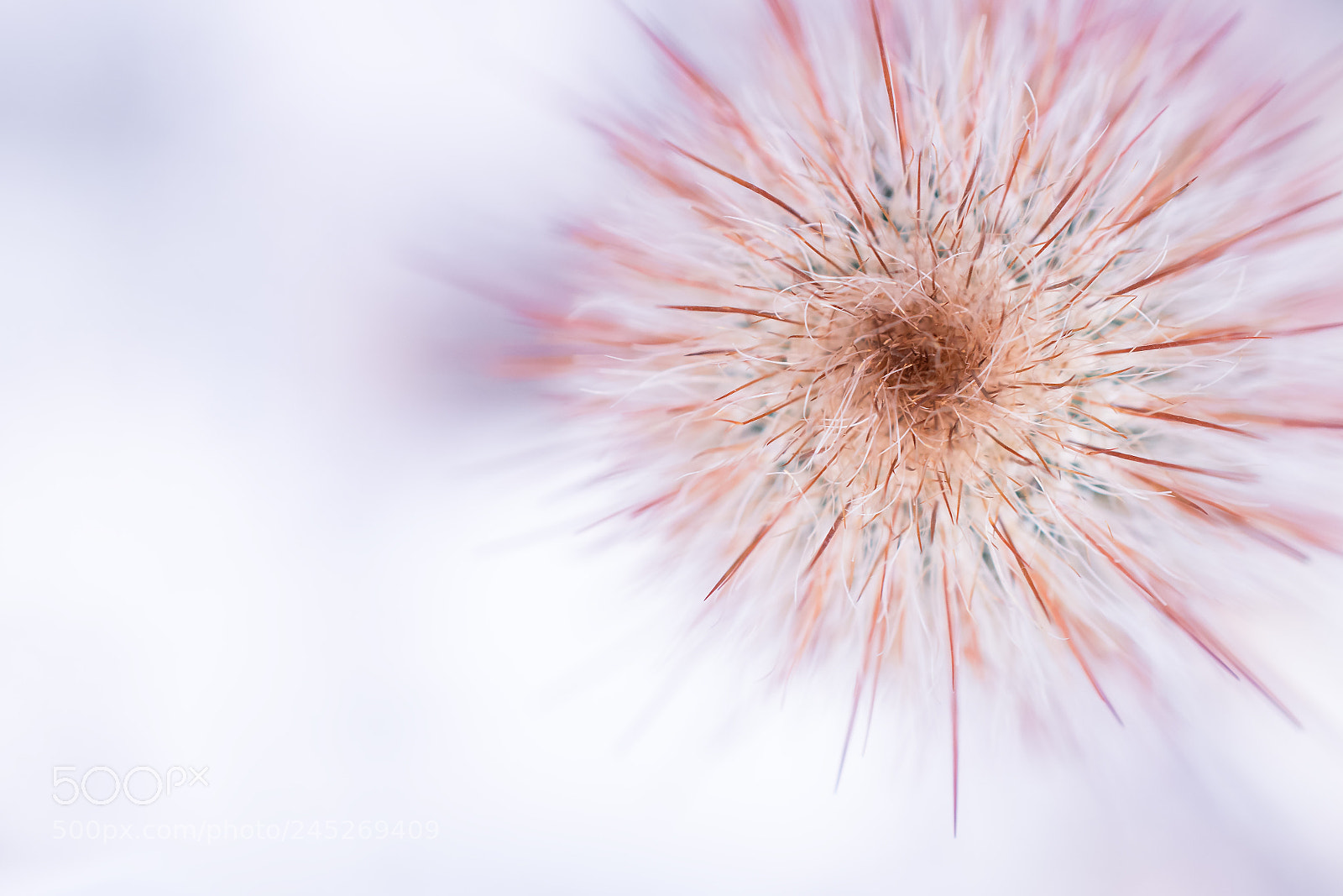 Nikon D500 sample photo. Cleistocastus hyalacanthus photography