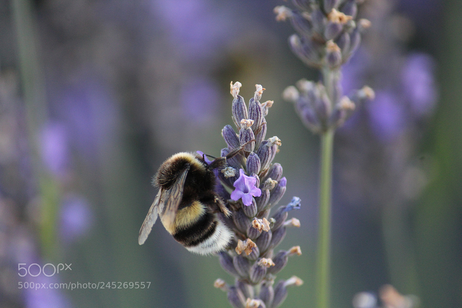 Canon EF-S 55-250mm F4-5.6 IS II sample photo. Holding on photography