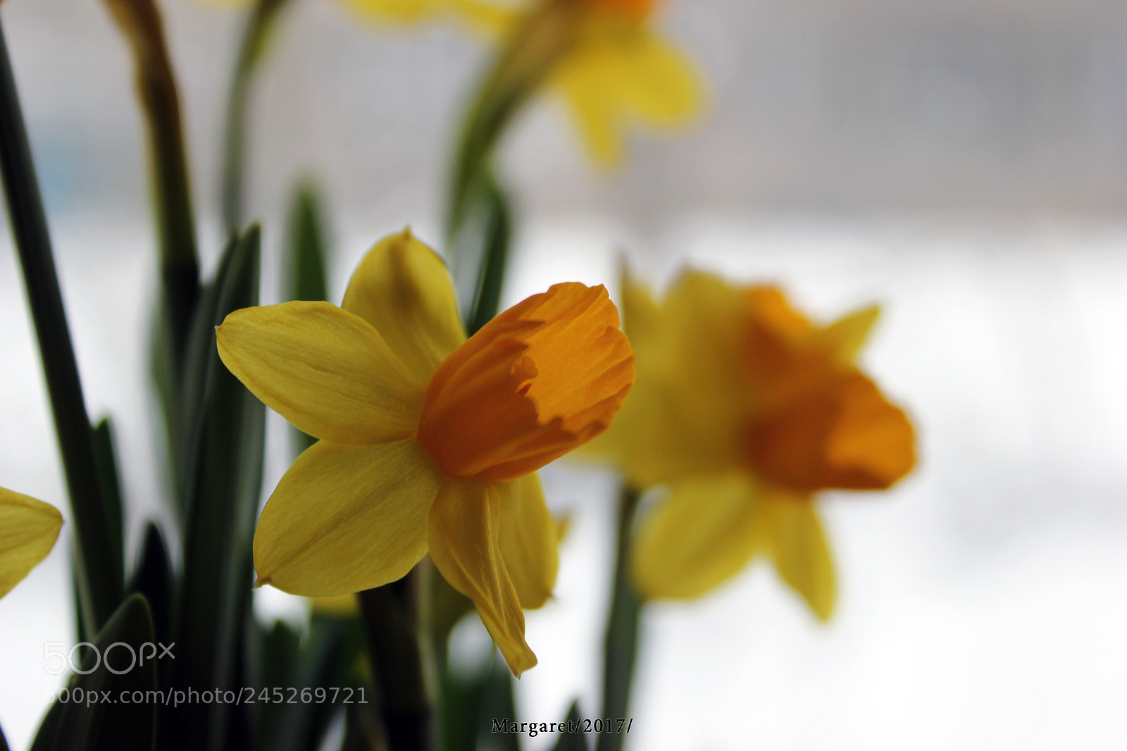 Canon EOS 550D (EOS Rebel T2i / EOS Kiss X4) sample photo. Narcissus photography