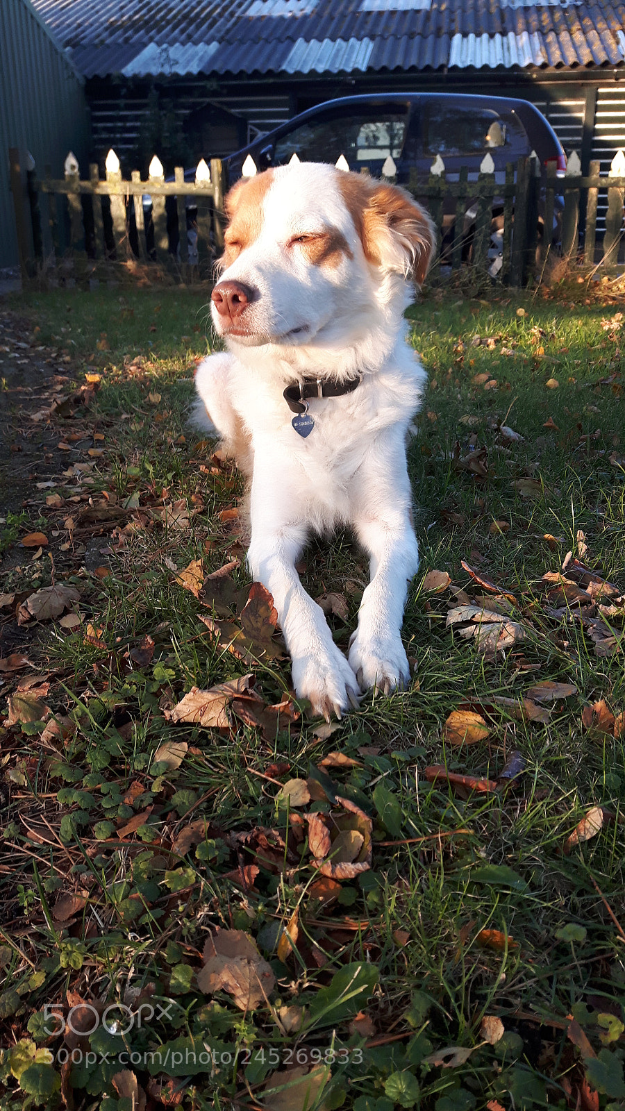 Samsung Galaxy S5 Neo sample photo. Dog lucia. photography