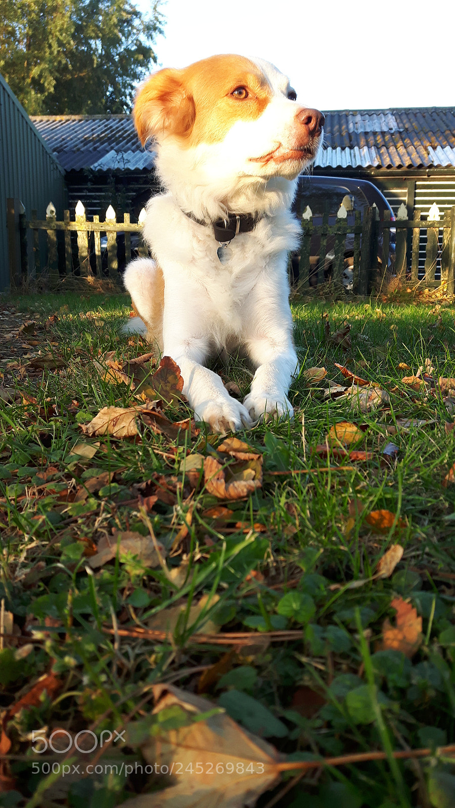 Samsung Galaxy S5 Neo sample photo. Dog lucia. photography