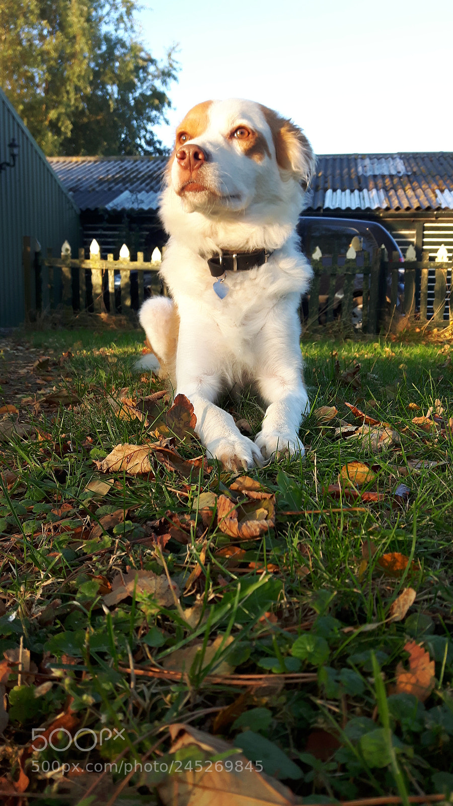 Samsung Galaxy S5 Neo sample photo. Dog lucia. photography