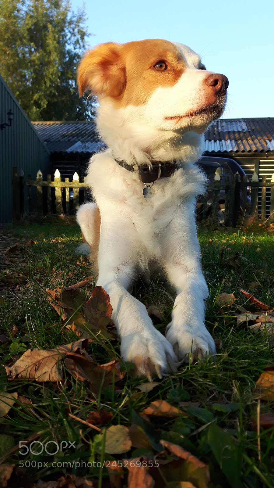 Samsung Galaxy S5 Neo sample photo. Dog lucia. photography