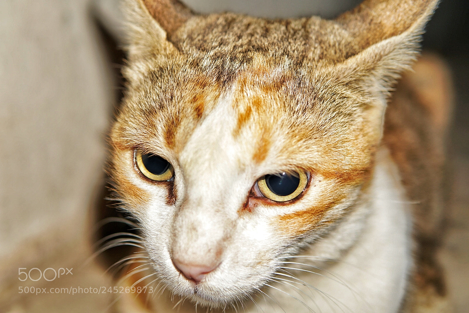 Sony a6500 sample photo. Cat photography