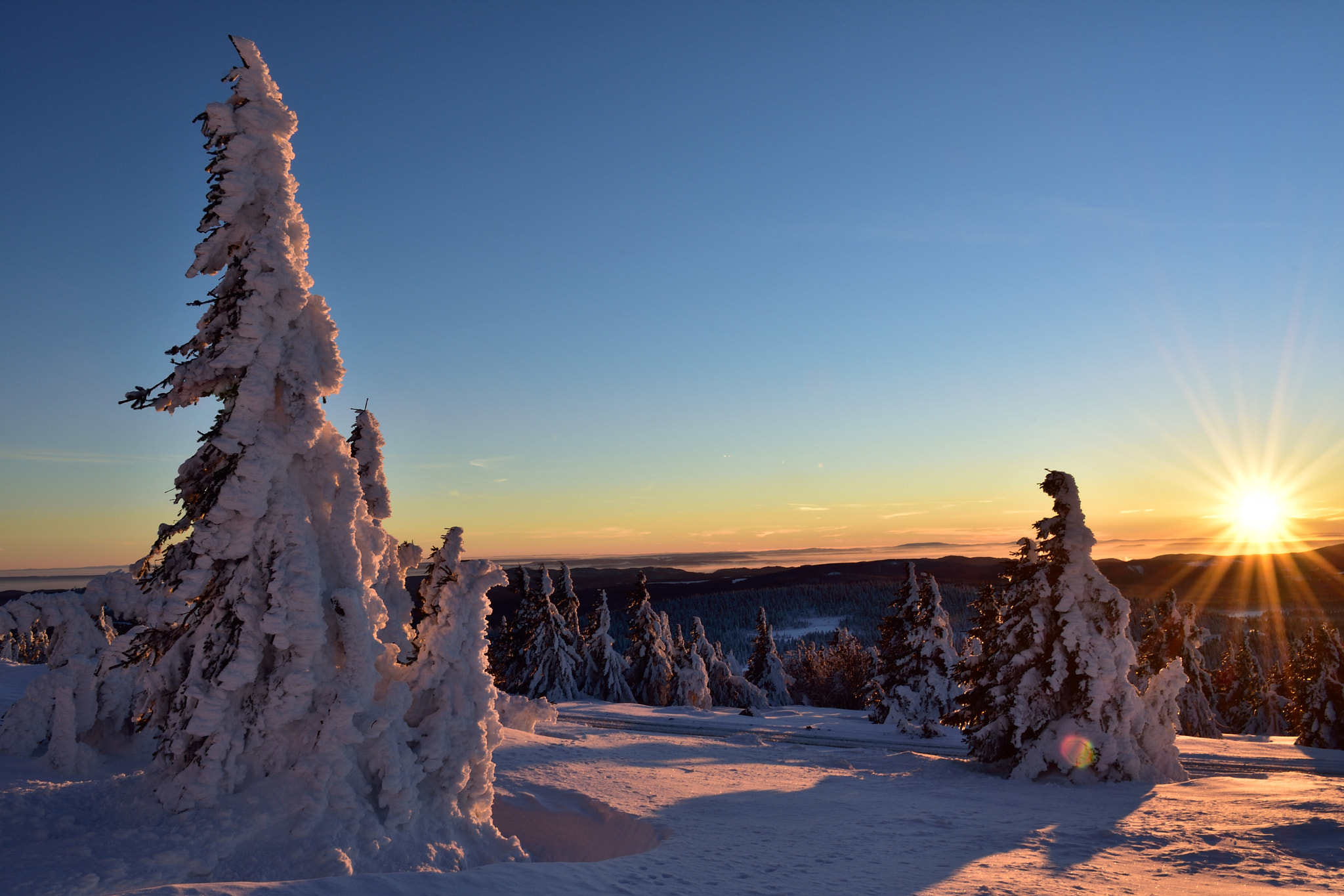 Nikon D7200 sample photo. Frozen trees photography