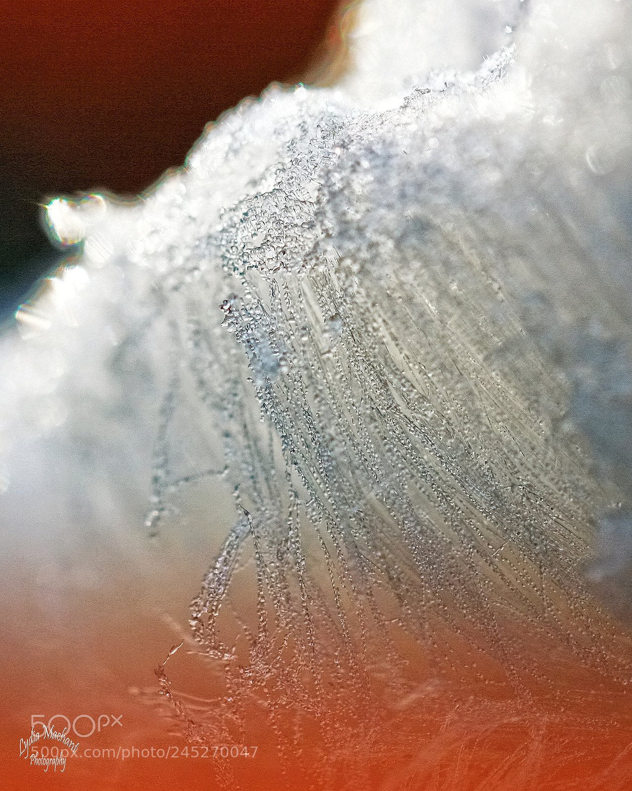 Canon EOS 40D sample photo. Icehair or the beard photography