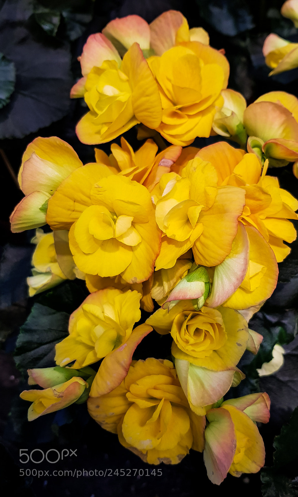 Samsung Galaxy S8 sample photo. Yellow flowers. photography