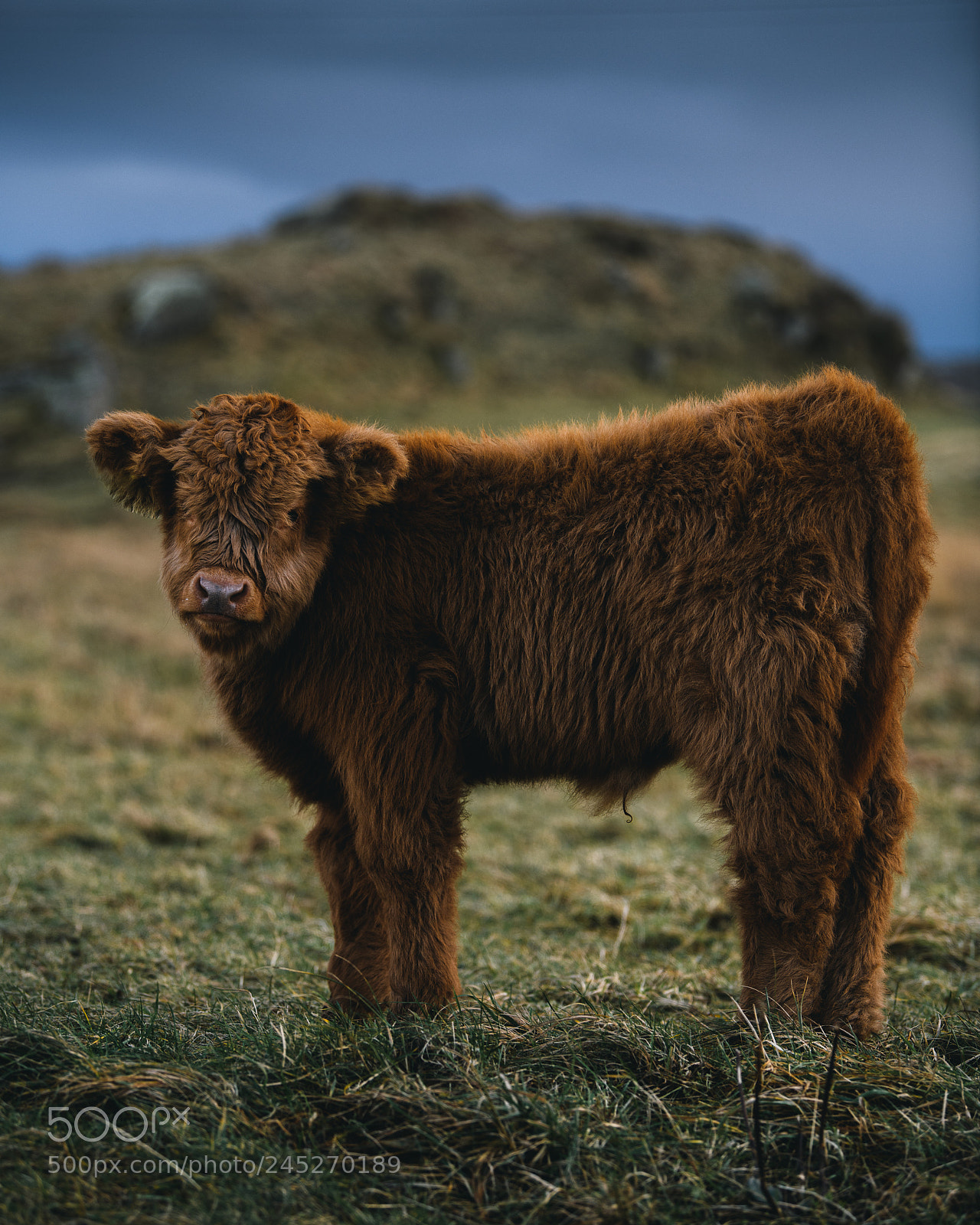 Nikon D850 sample photo. Fluffy irish calf photography
