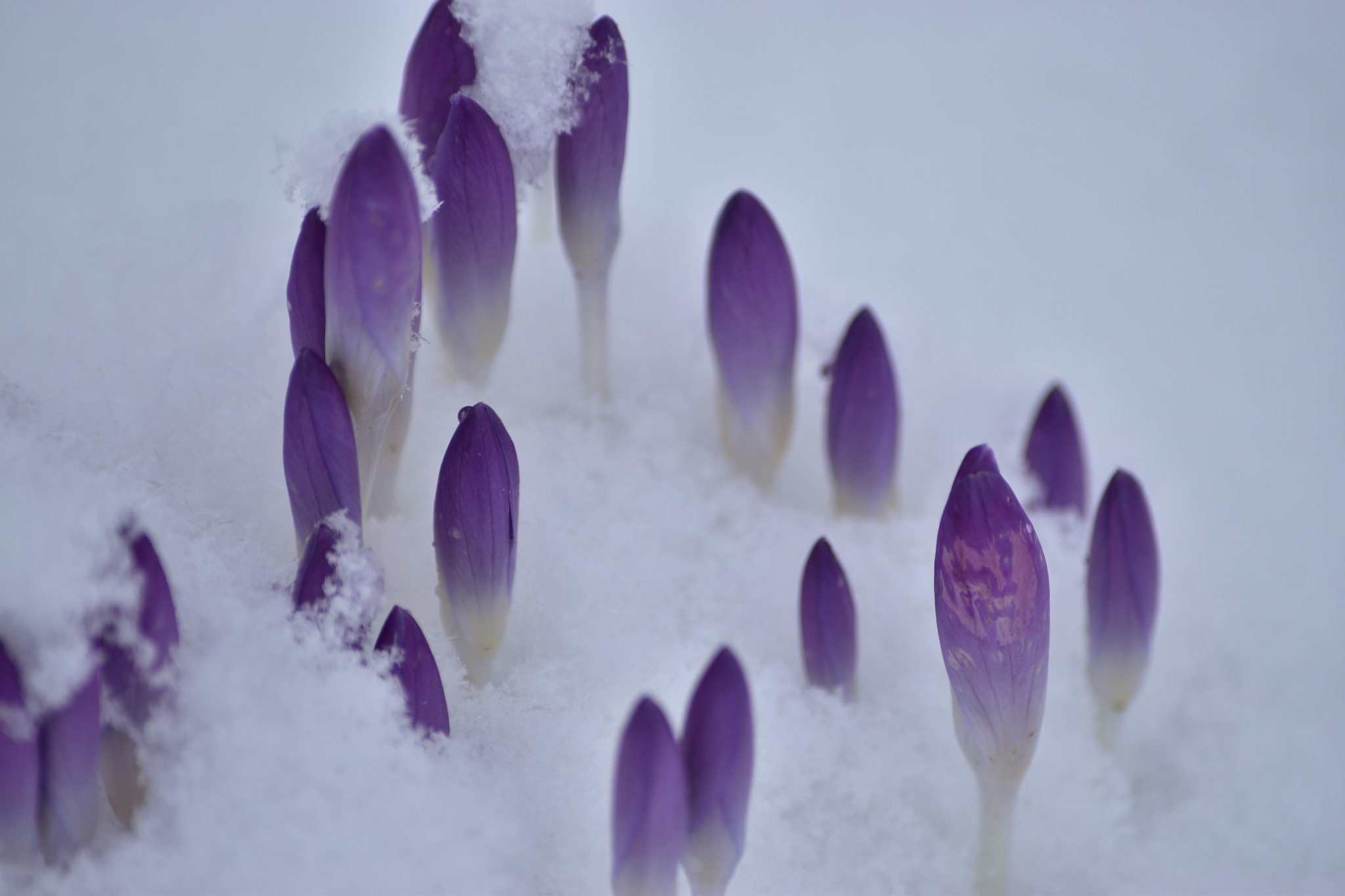 Nikon D5500 sample photo. Crocus dans la neige photography