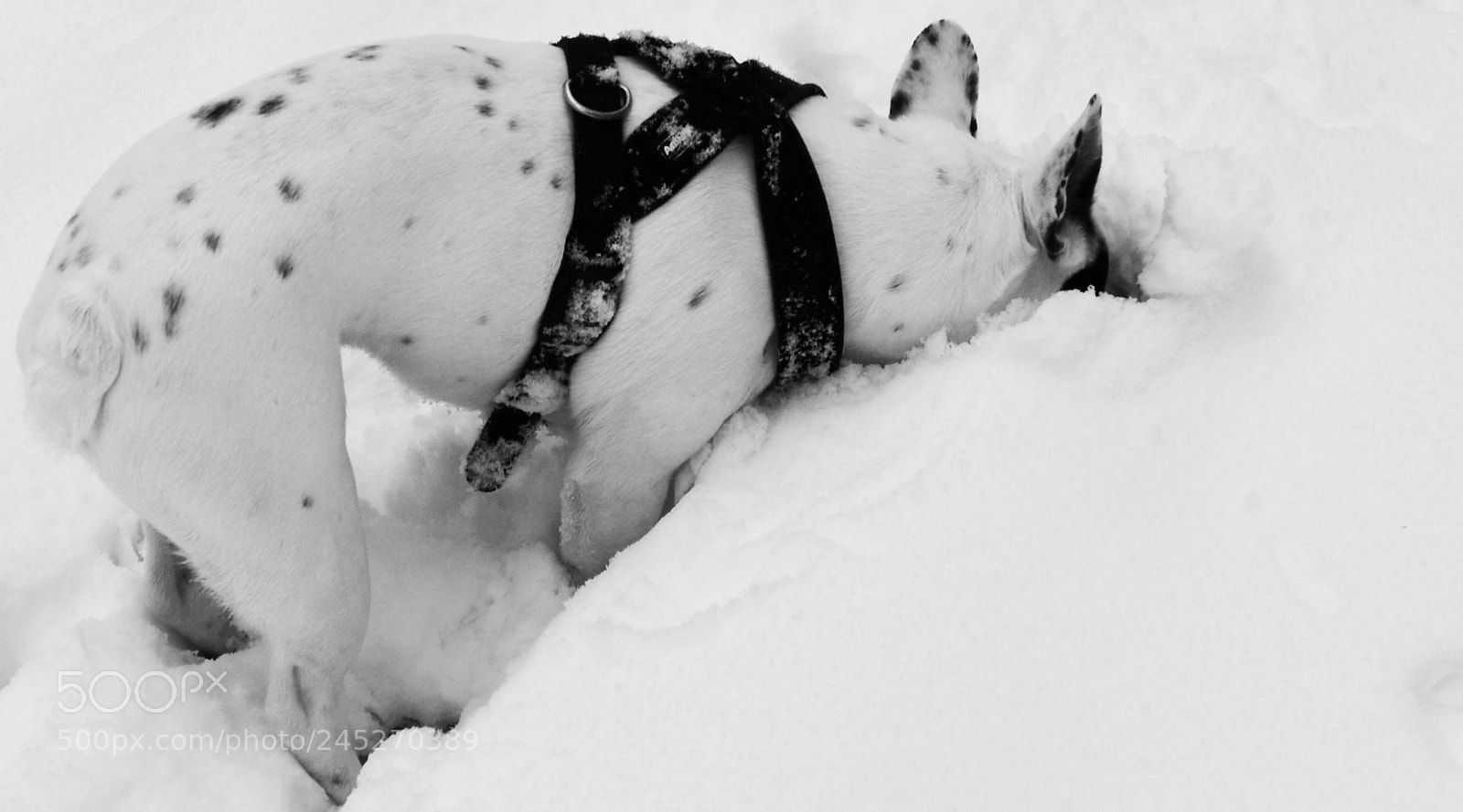 Nikon D7500 sample photo. Shadow des neiges pr photography