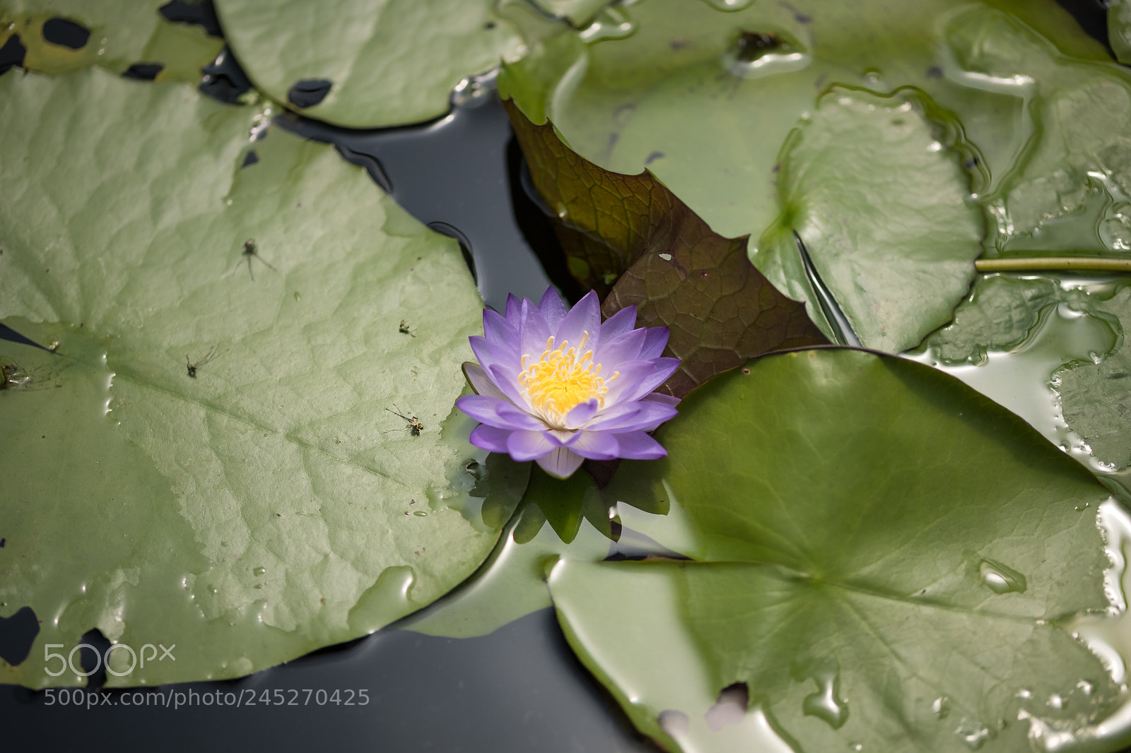 Fujifilm X-T2 sample photo. Water lily photography