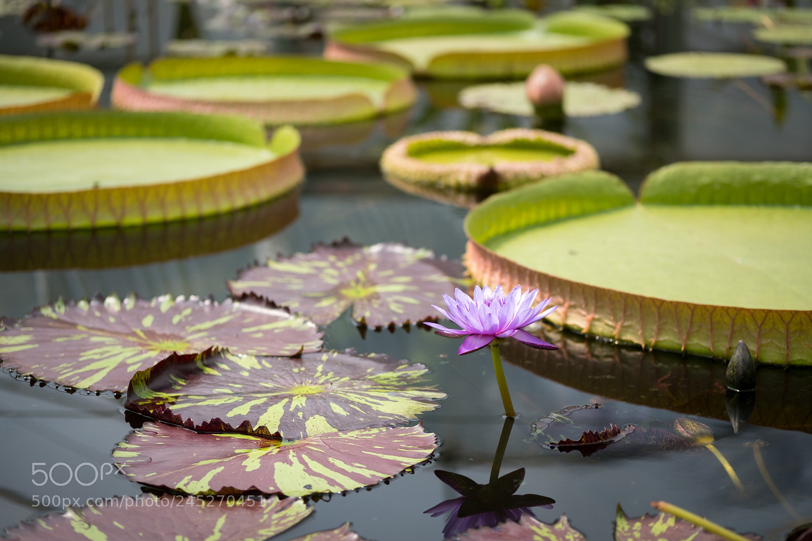 Fujifilm X-T2 sample photo. Amongst the lilies photography