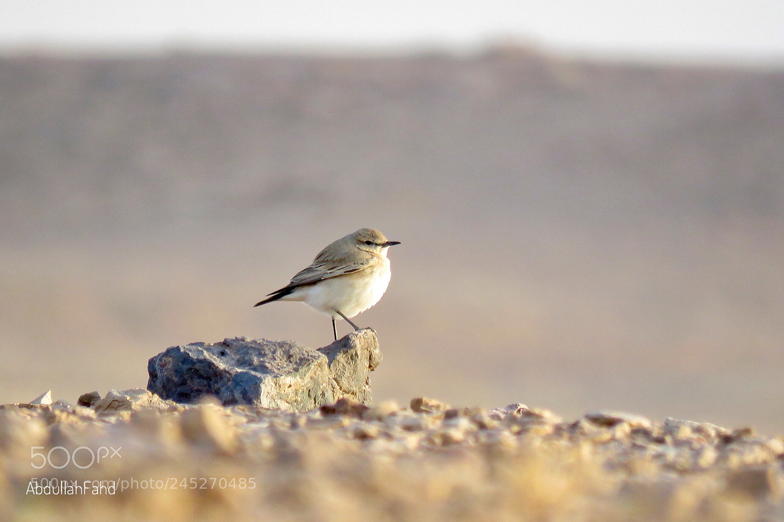 Canon PowerShot SX60 HS sample photo. Isabelline wheatear photography