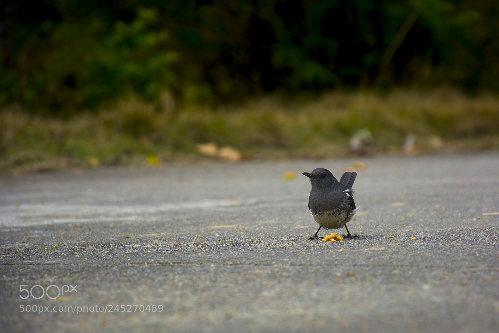 Nikon D7100 sample photo. Bird photography