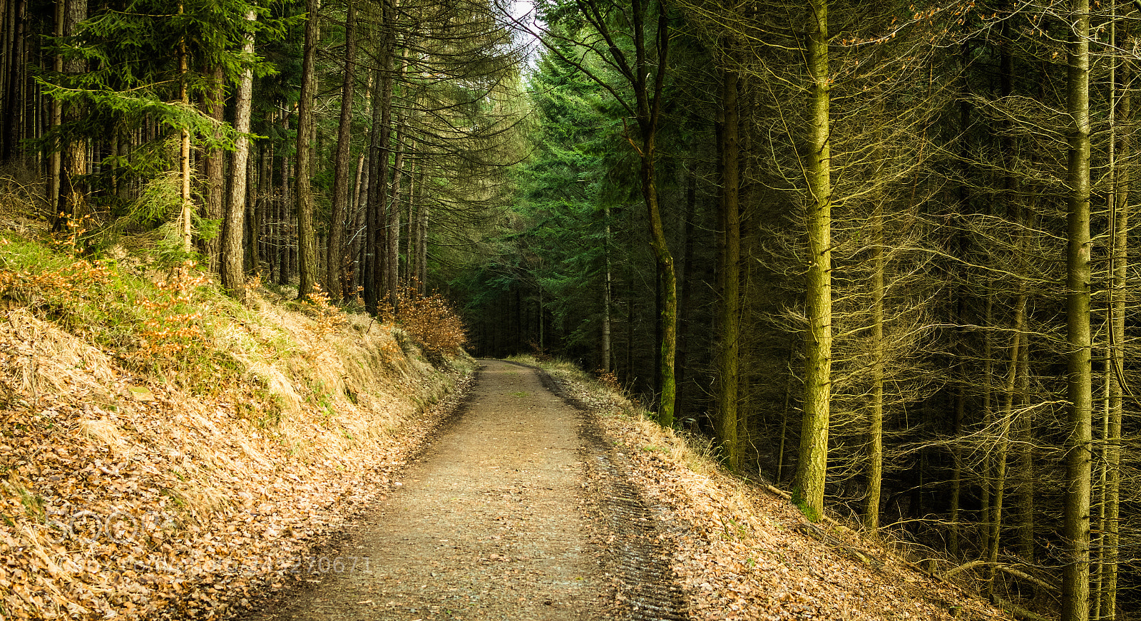 Nikon D500 sample photo. Waldspaziergang photography