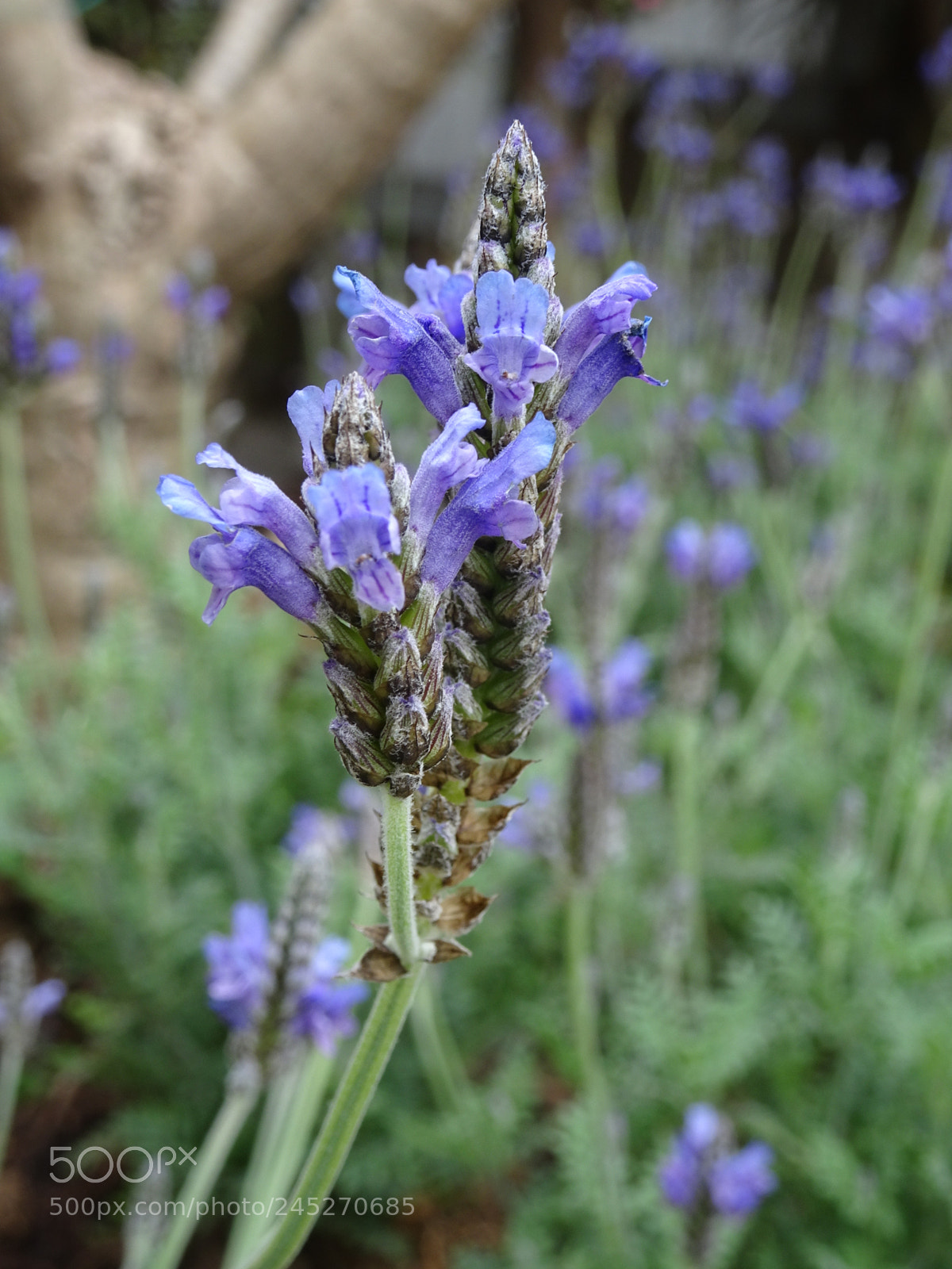 Sony Cyber-shot DSC-HX90V sample photo. Lavender photography