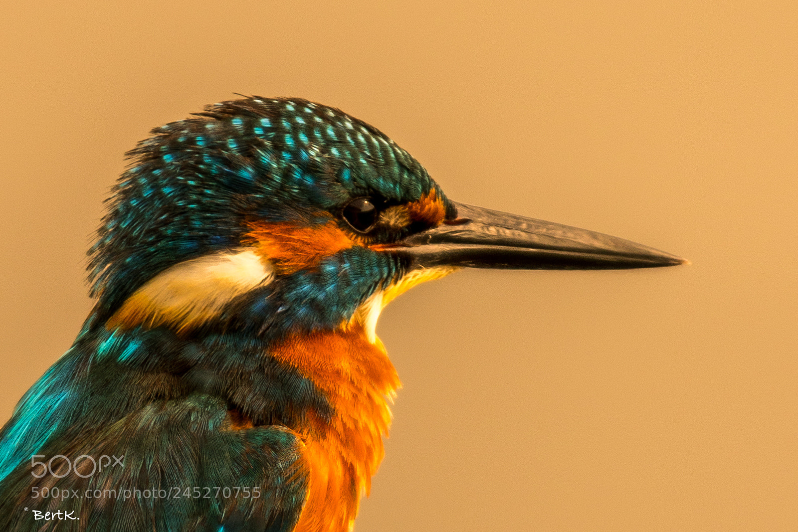 Nikon D500 sample photo. Kingfisher photography