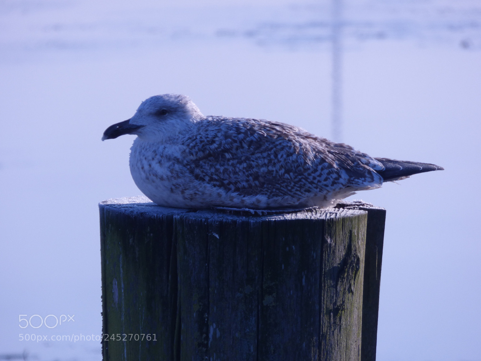 Panasonic DMC-FZ72 sample photo. Winter landschaft photography