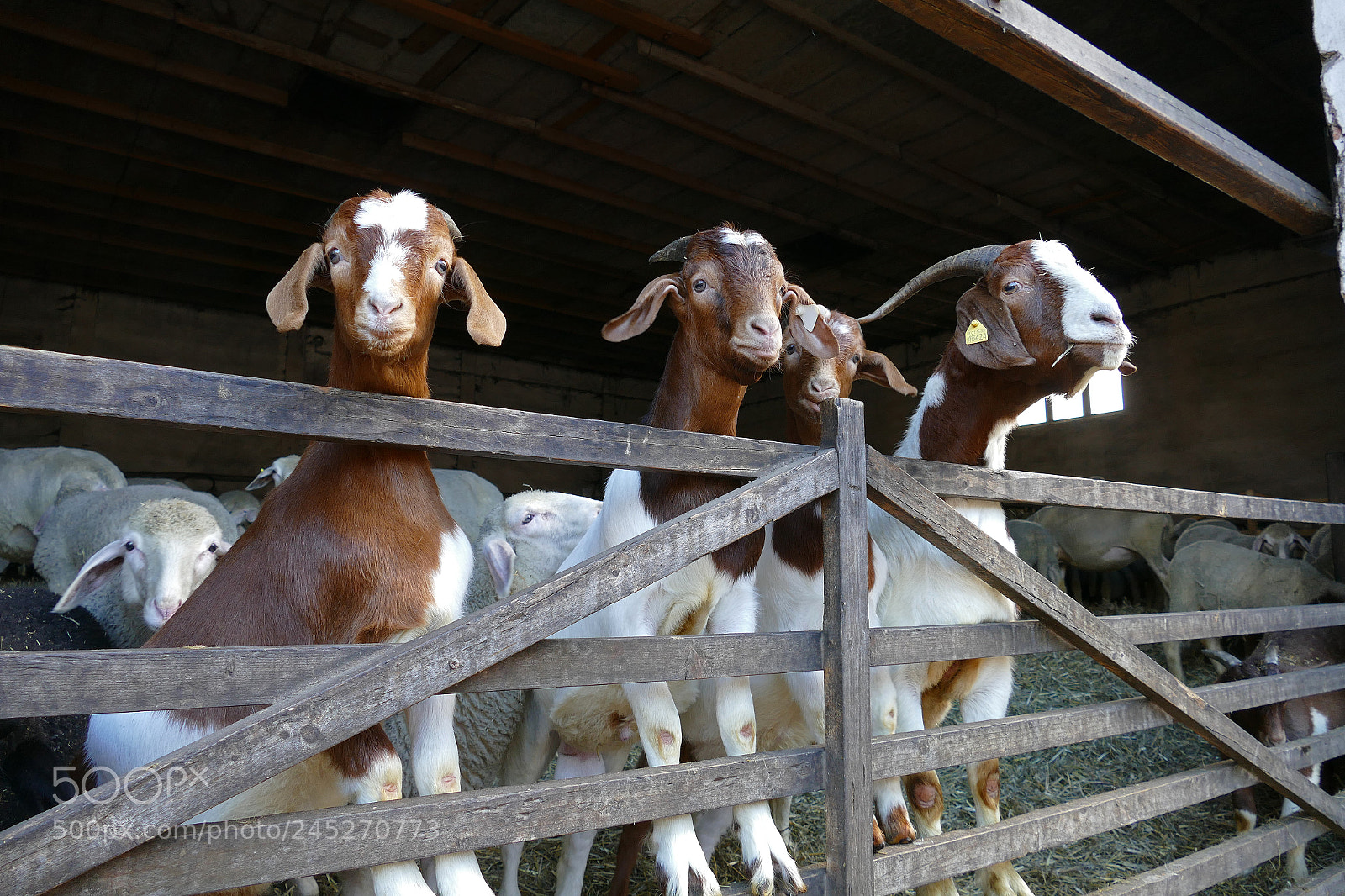 Panasonic Lumix DMC-FZ1000 sample photo. Young goats - junge photography