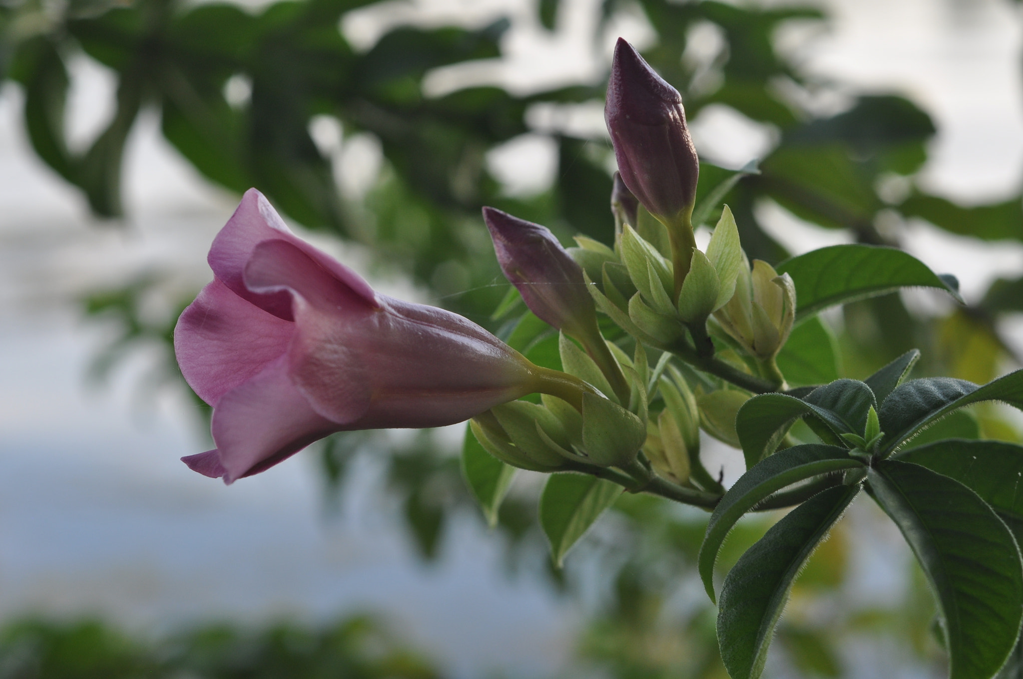 Nikon D90 + Nikon AF Nikkor 50mm F1.8D sample photo. Flower photography
