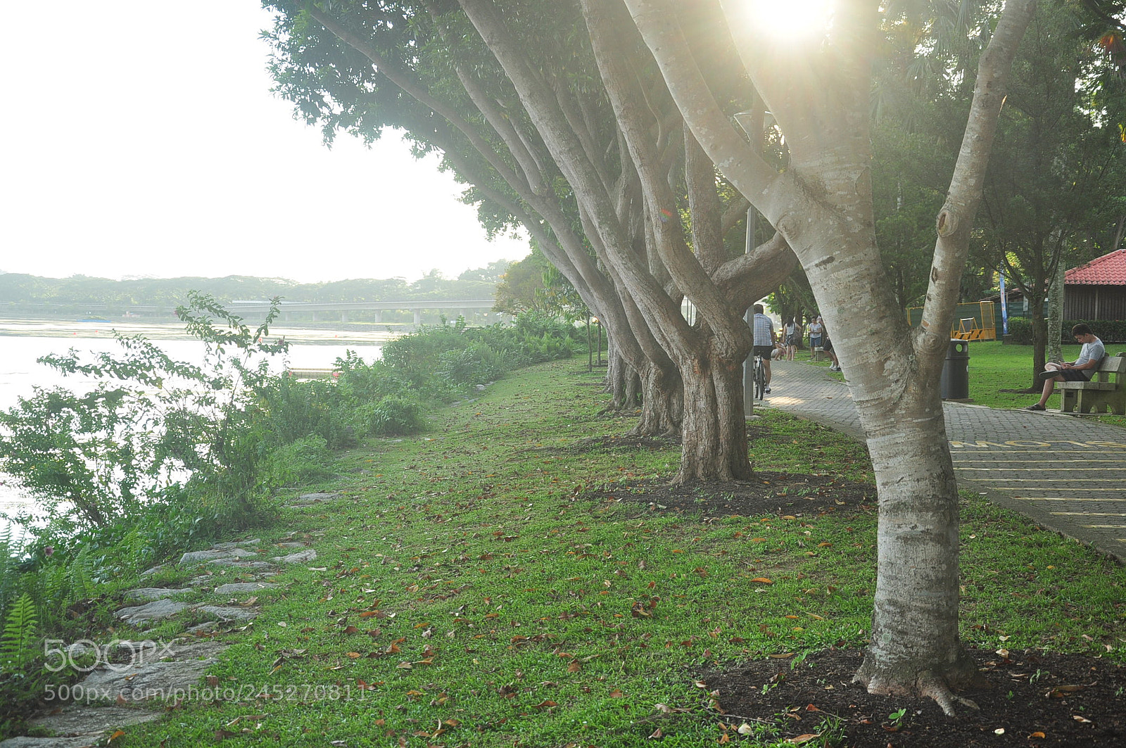 Nikon D90 sample photo. Avenue of trees photography