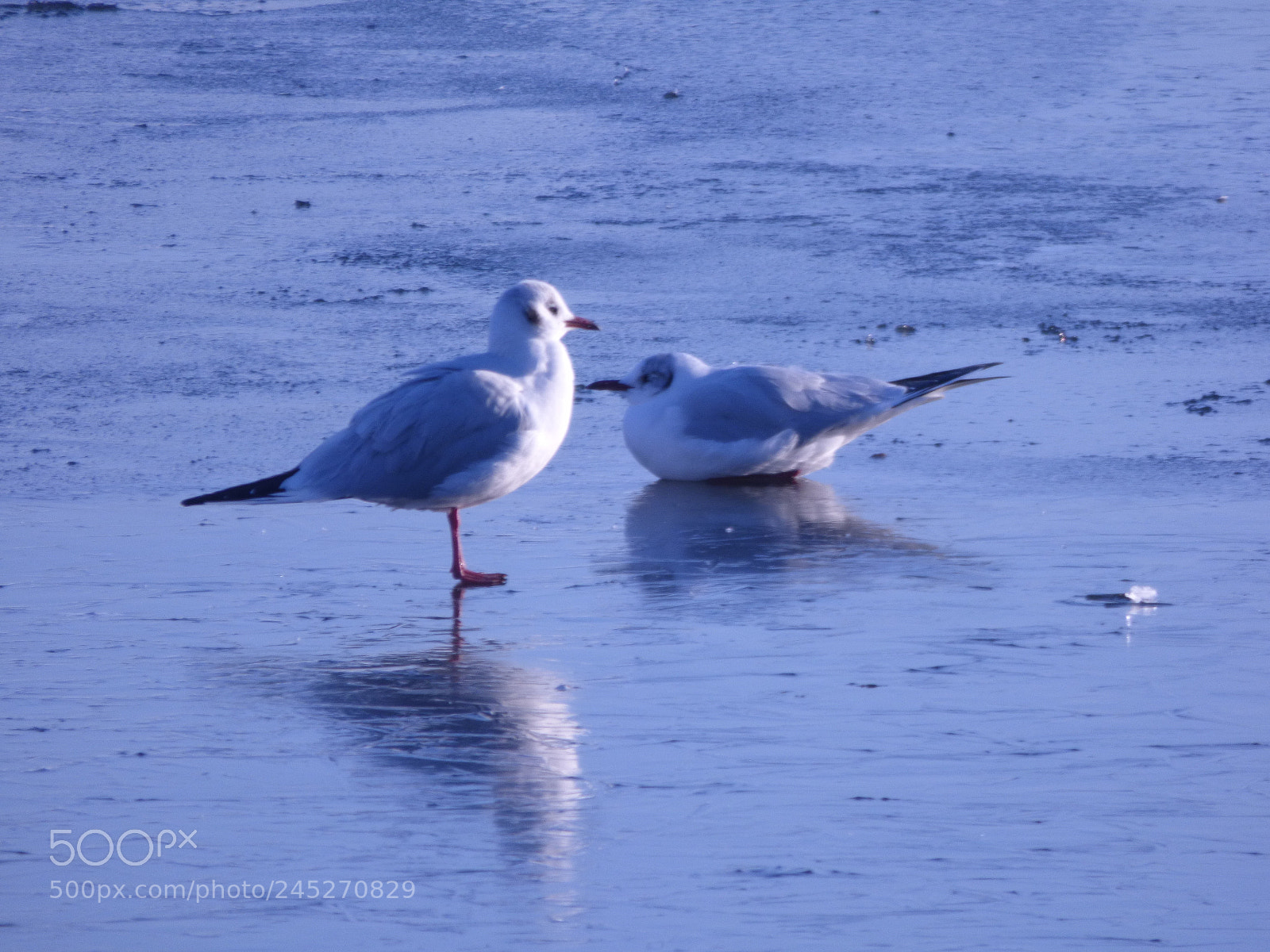 Panasonic DMC-FZ72 sample photo. Winter landschaft photography