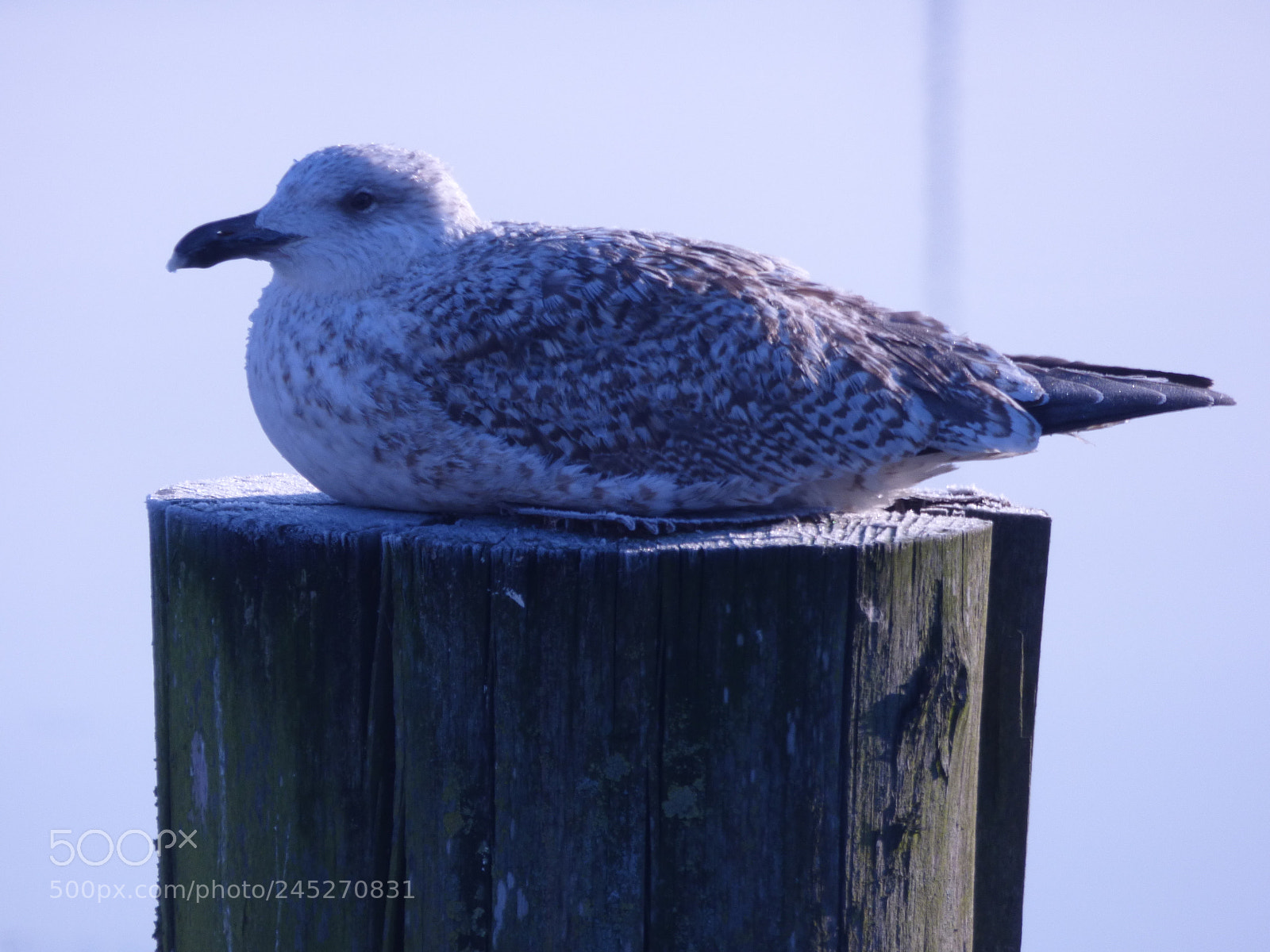 Panasonic DMC-FZ72 sample photo. Winter landschaft photography