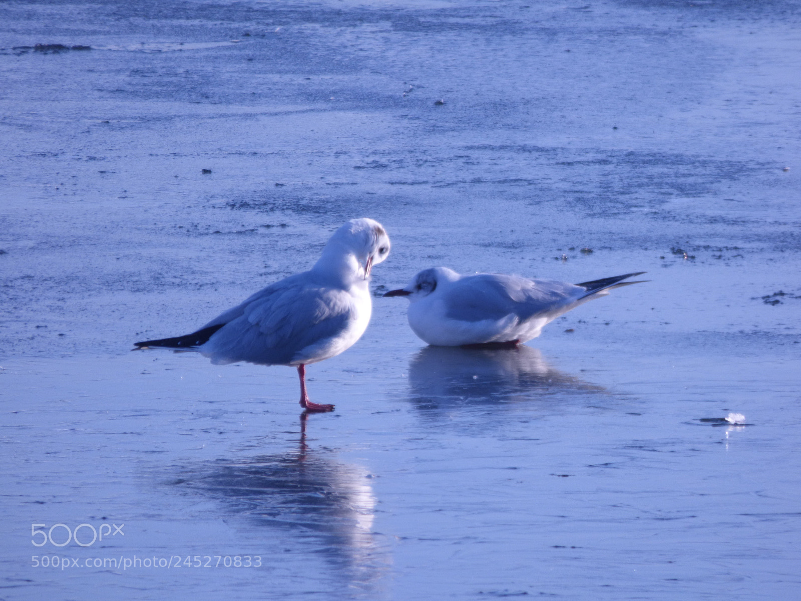 Panasonic DMC-FZ72 sample photo. Winter landschaft photography
