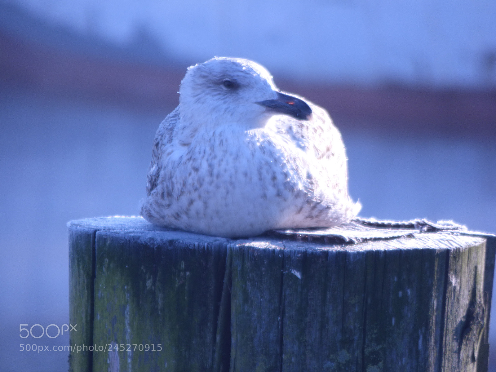 Panasonic DMC-FZ72 sample photo. Winter landschaft photography