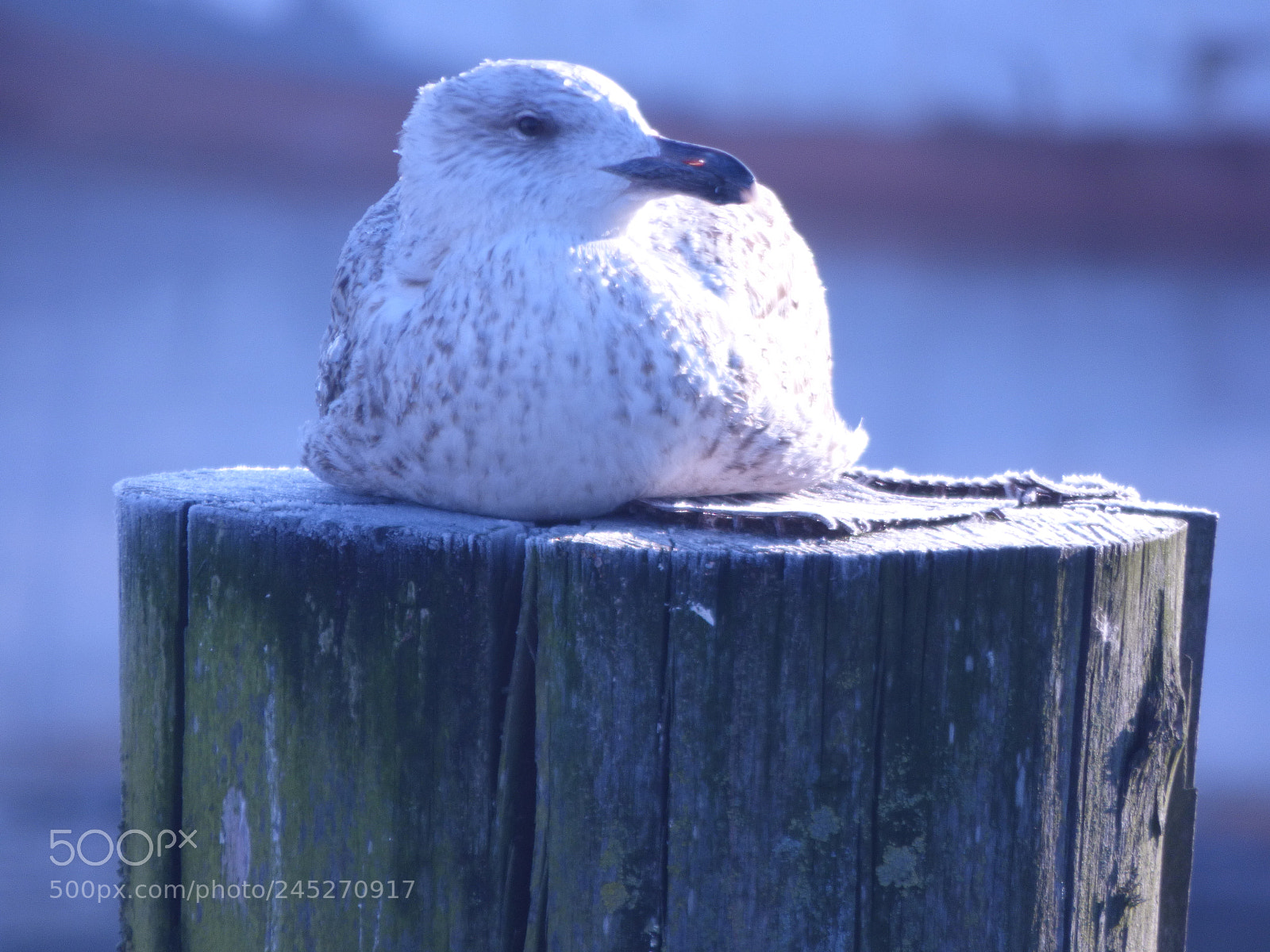 Panasonic DMC-FZ72 sample photo. Winter landschaft photography